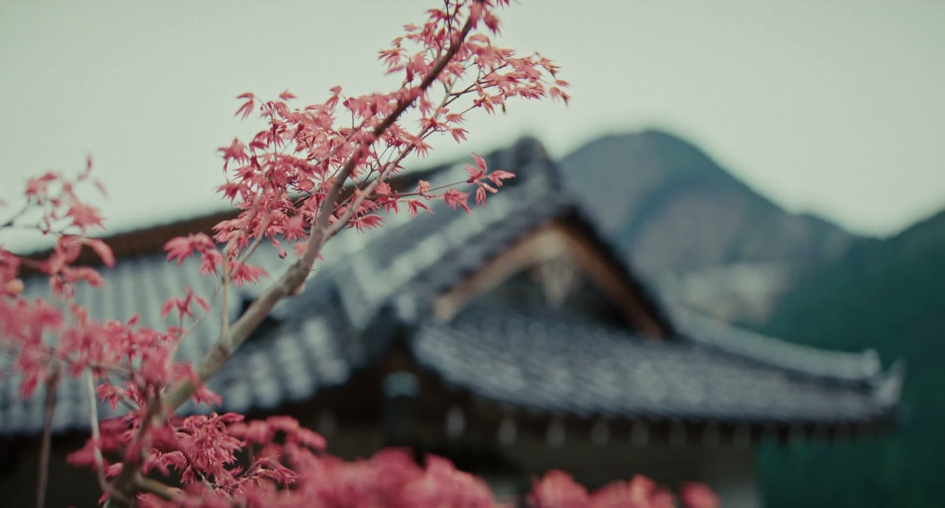 Red maple leaves over the tiled roof of a Japanese house